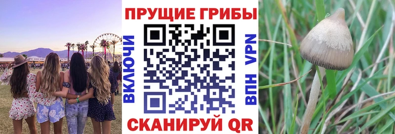 где купить наркотик  Княгинино  Псилоцибиновые грибы Cubensis 